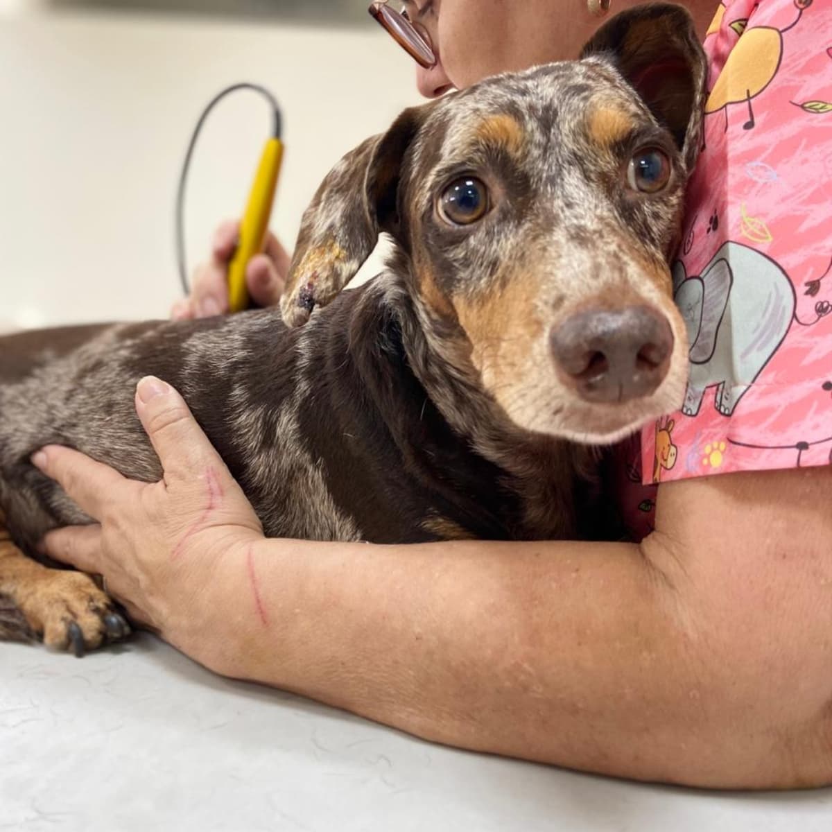Aplicação de laserterapia veterinária