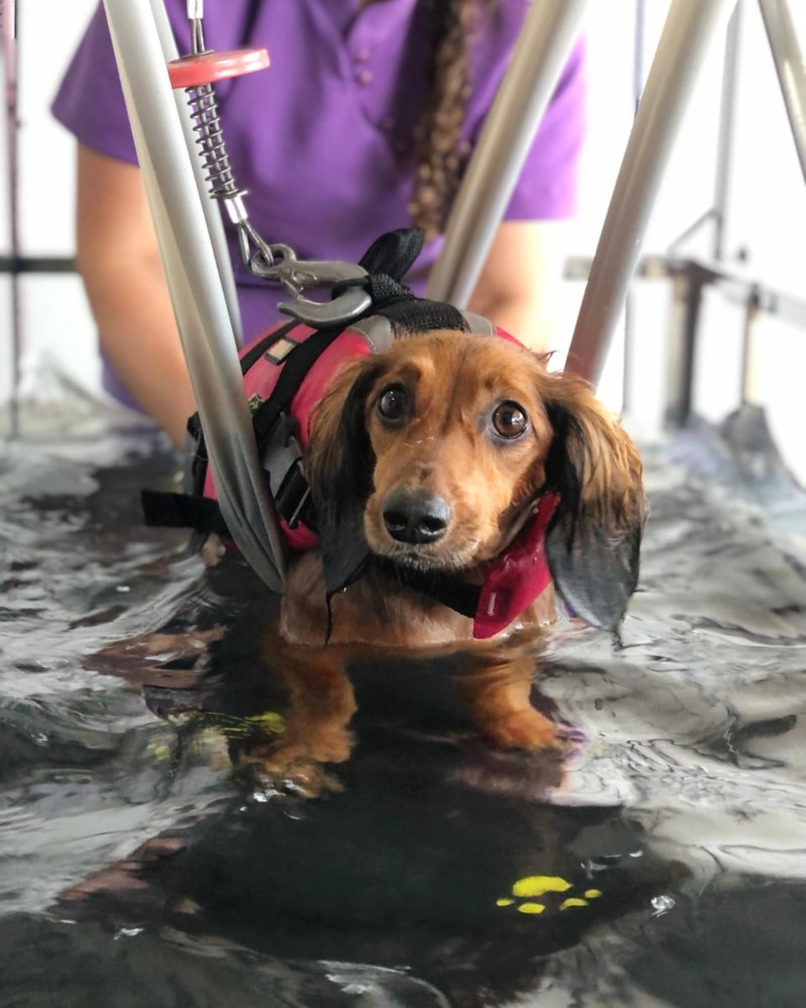 Pet em sessão de reabilitação